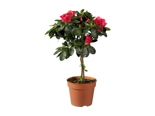 Azalea