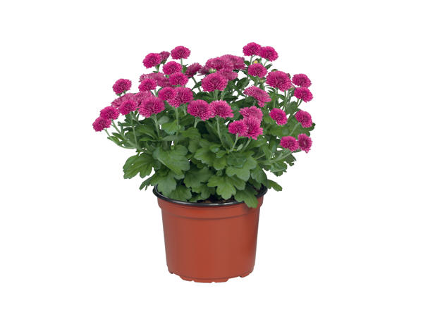 Chrysanthemum1