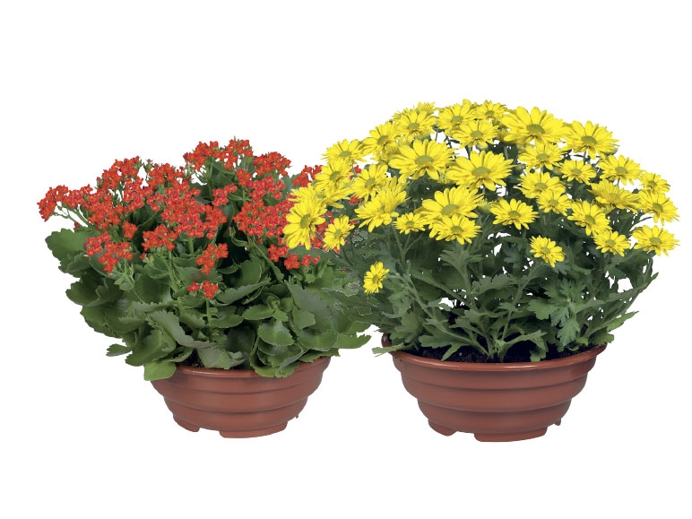 Celosia, Chrysanthemums or Kalanchoe