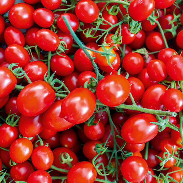 Premium Cherry-Pflaumen-Rispentomaten