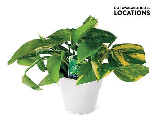5" Foliage Assorted Varieties