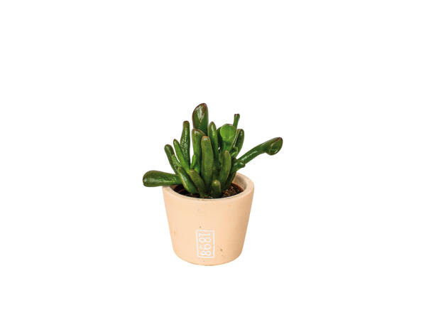 Plante grasse dans un pot en céramique