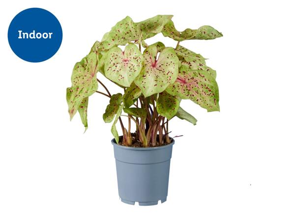 Caladium Mix