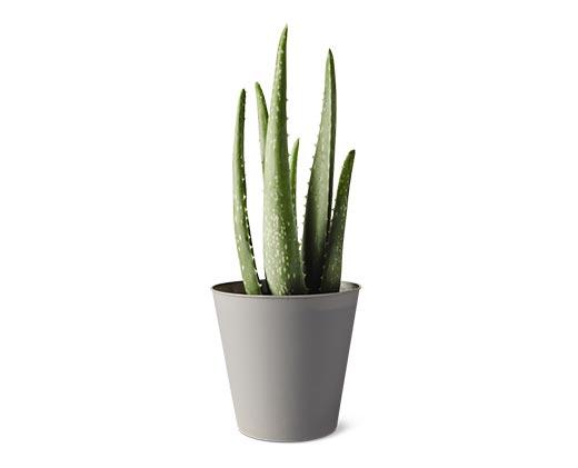 Aloe Vera Plant