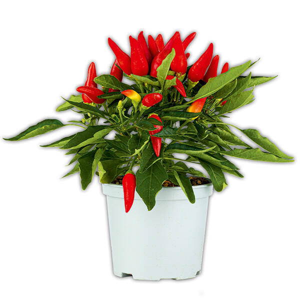 Zierkohl Mix / Zierpaprika Mix