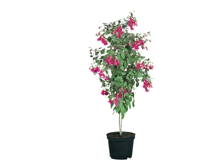 Standard Fuchsia