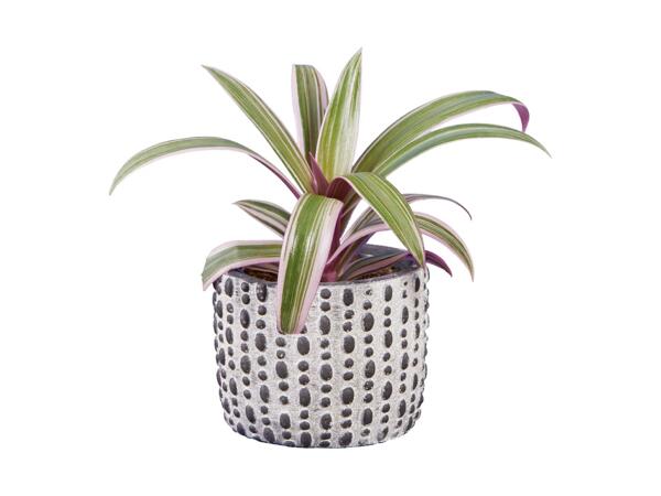 Grøn plante i keramik