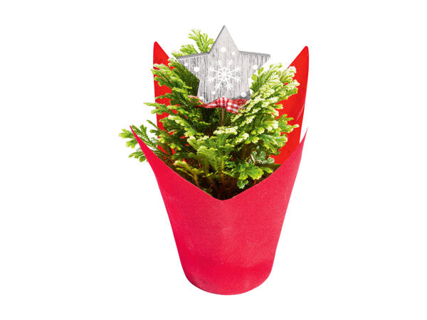 Mini Christmas Tree