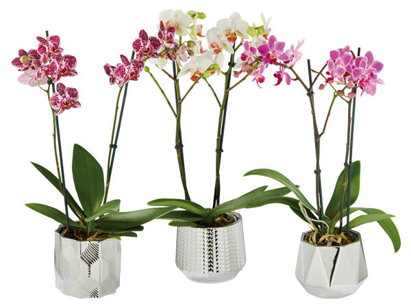 Orchidee 2-Trieber in Keramiktopf