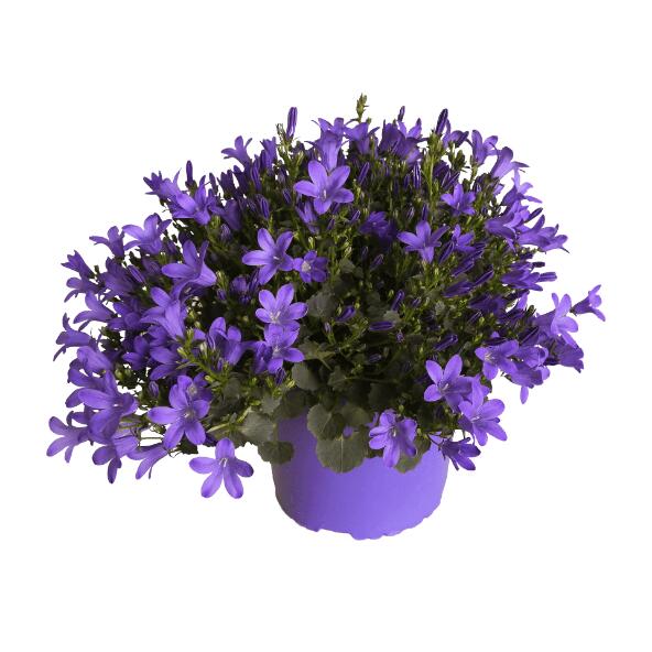 Campanula