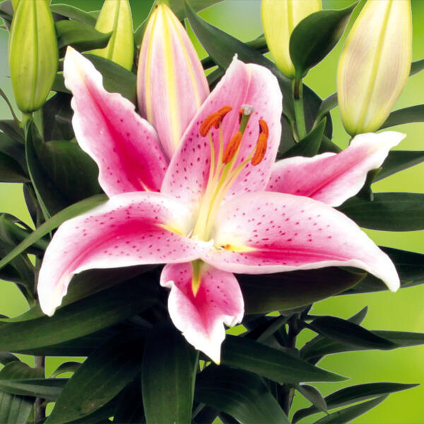 Lilien Starlight Express