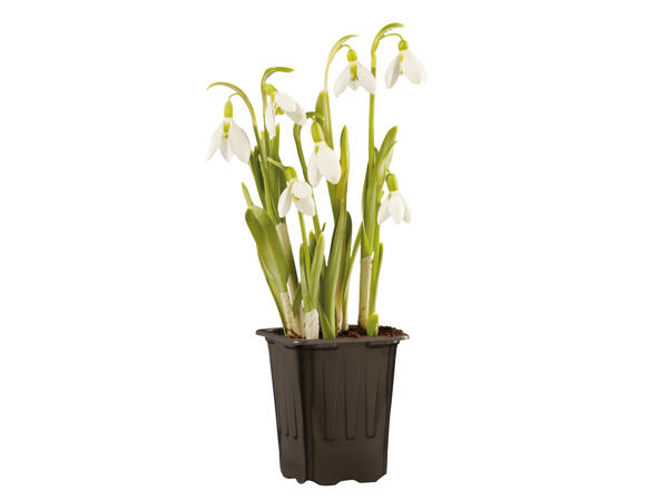 Snowdrops