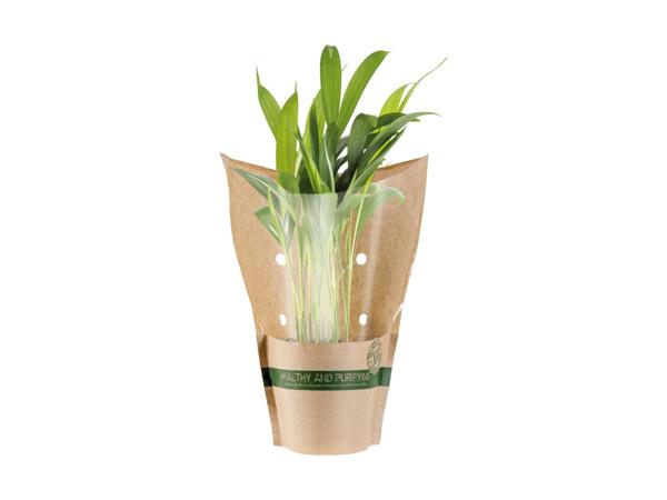 Eco Green Plant
