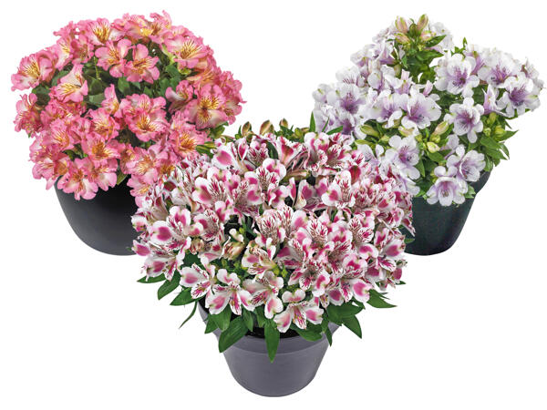 Alstromeria