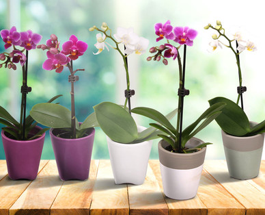 Mini-Orchidee