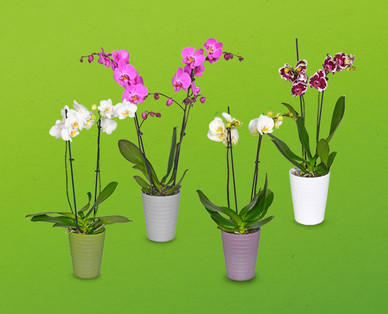 Orchidee