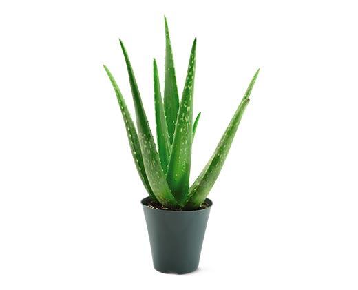 Aloe Vera Plant