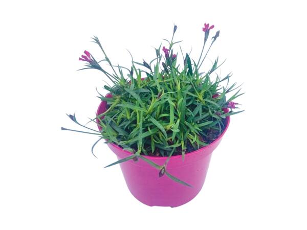 Dianthus Pink Carnation