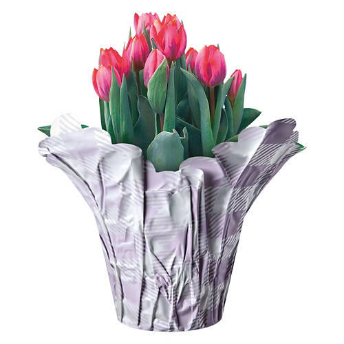 Tulips Indoor Plant - Assorted Color