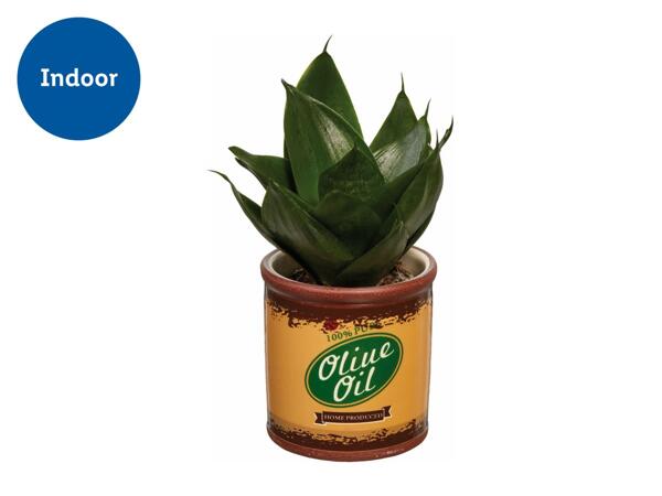 Plant in Mini Bucket