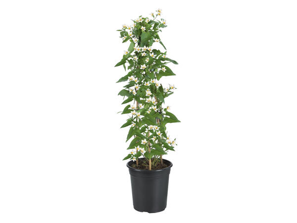 Jasmine Nightshade