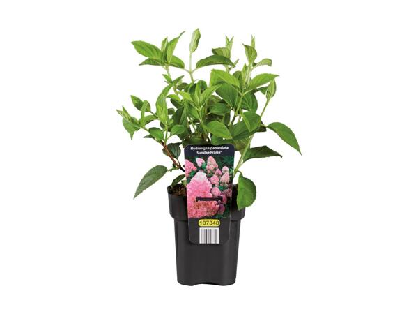 Outdoor Hydrangea