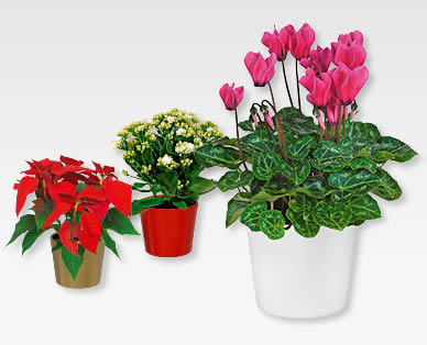 Plantes à fleurs de Noël