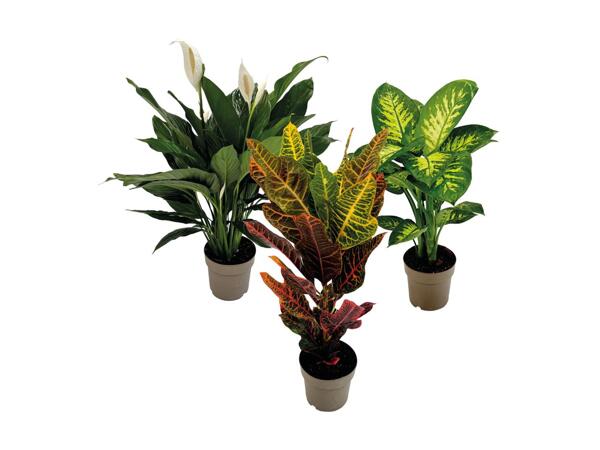 Green Plants Tropical Mix