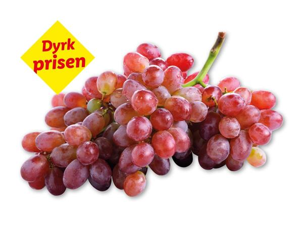 Røde stenfri vindruer