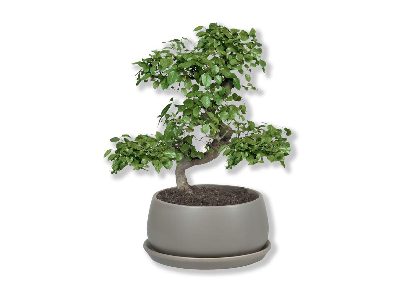 Bonsai i keramik