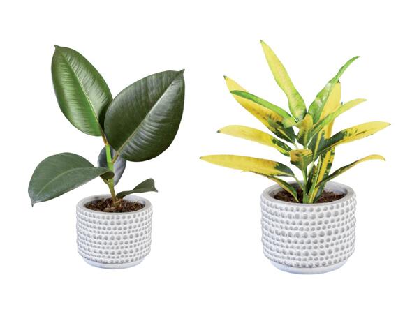 Plantes vertes dans un pot en céramique Greystone