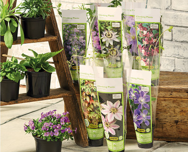 Climbing Plants