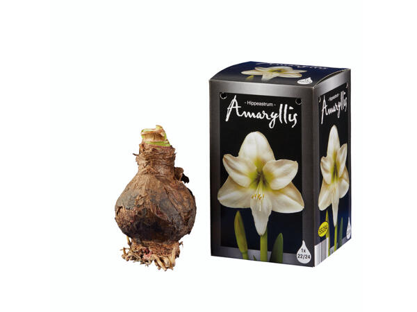 Amaryllis