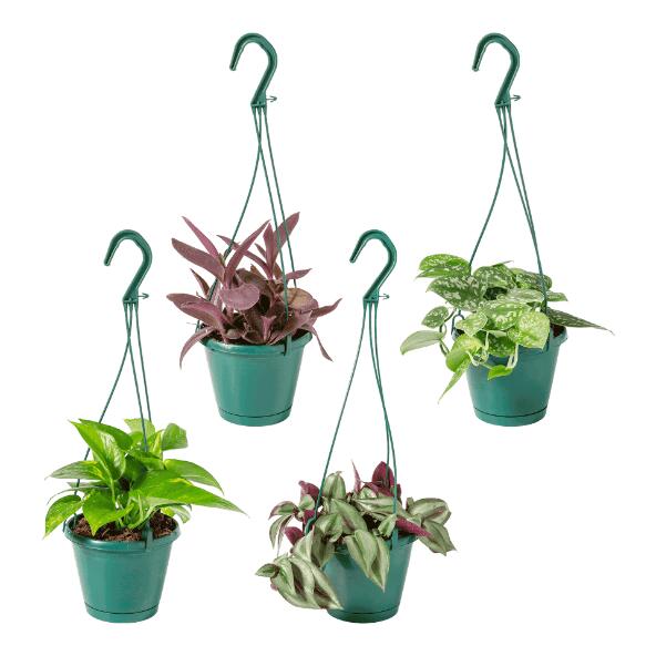 Hangplant