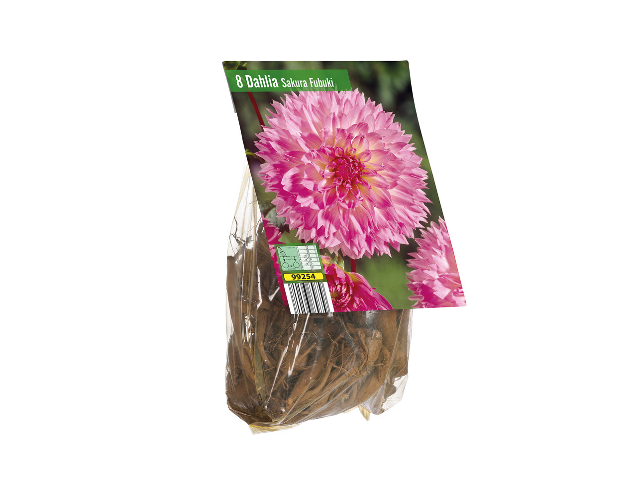 Dahlia Bulbs1