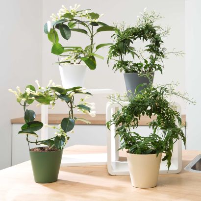 Jasmin ou Stephanotis