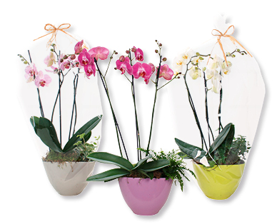 Hochwertiges Arrangement mit Phalaenopsis