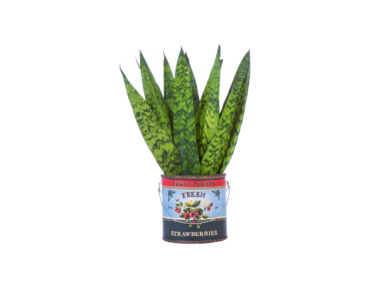 Groene planten in mini-emmertje