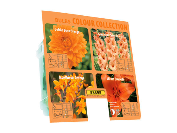 Autumn Bulbs