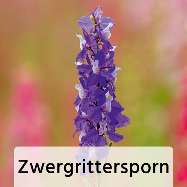 Bienenfreundliche Gartenpflanze