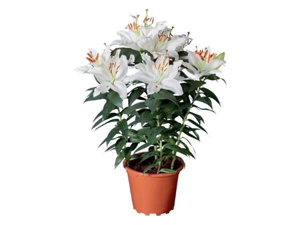 Oriental lily