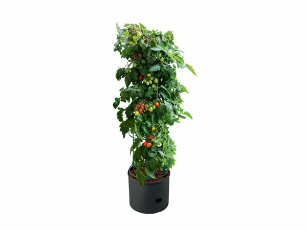 Kruka för tomatplantor