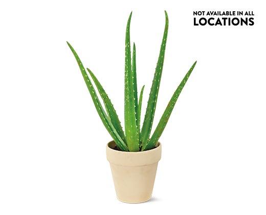 Aloe Vera Plant
