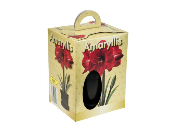 Grow Your Own Amaryllis