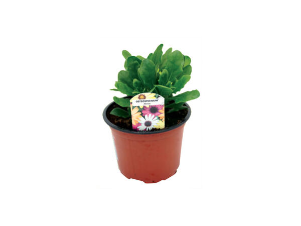 Osteospermum
