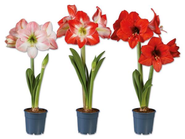 Amaryllis 2-Stieler