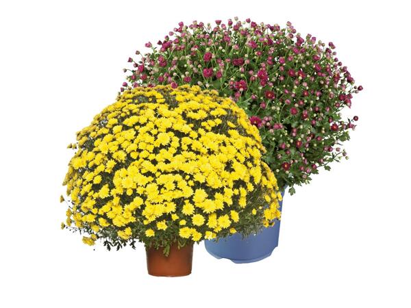 Chrysanthemums