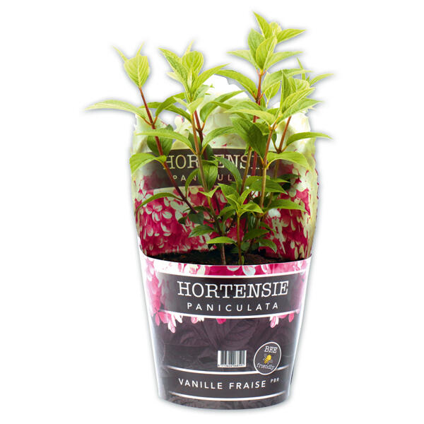 Rispenhortensie