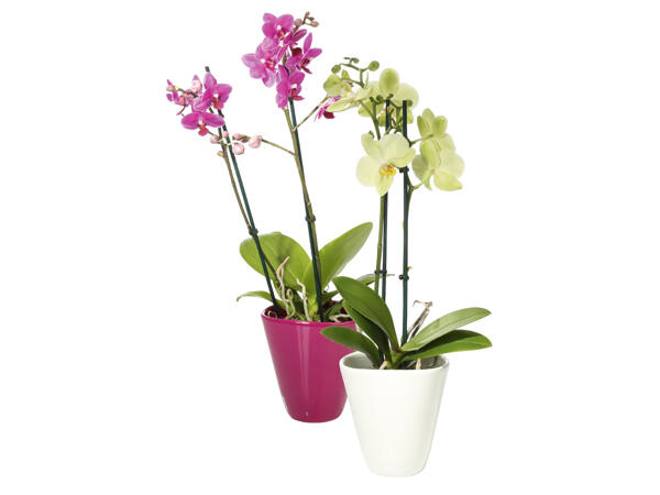Phalaenopsis