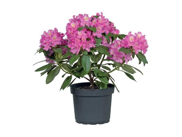 Giant Rhododendron